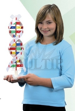 Schematický model DNA